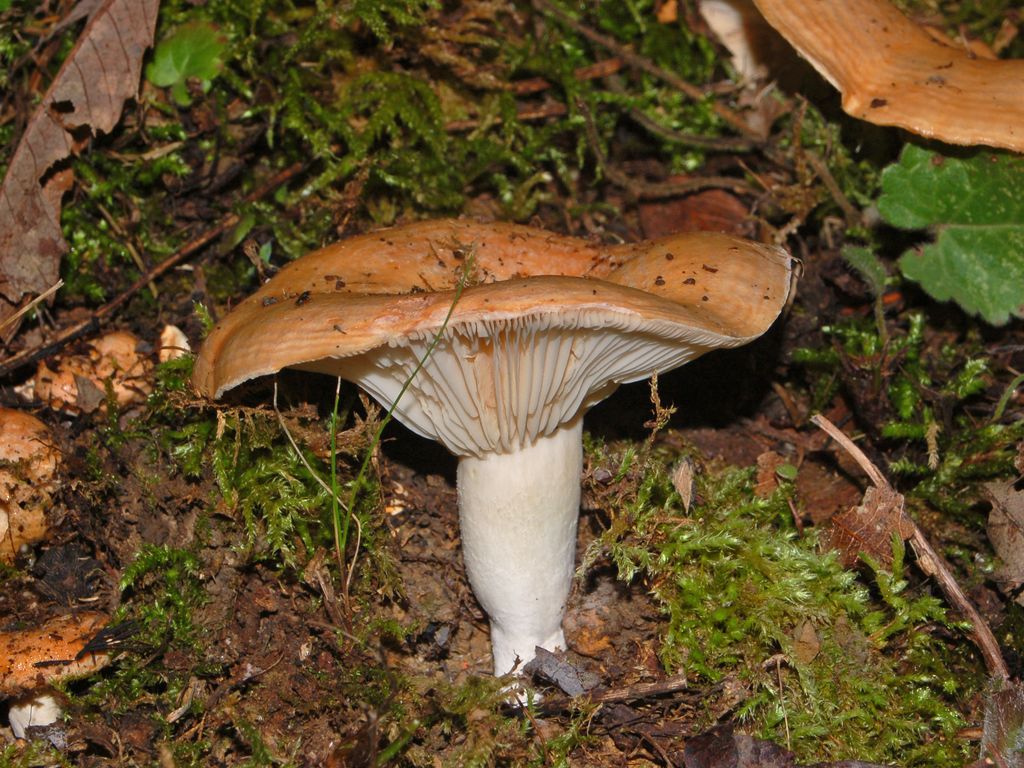 Dei funghi con vista a mare (Lactarius sp.)